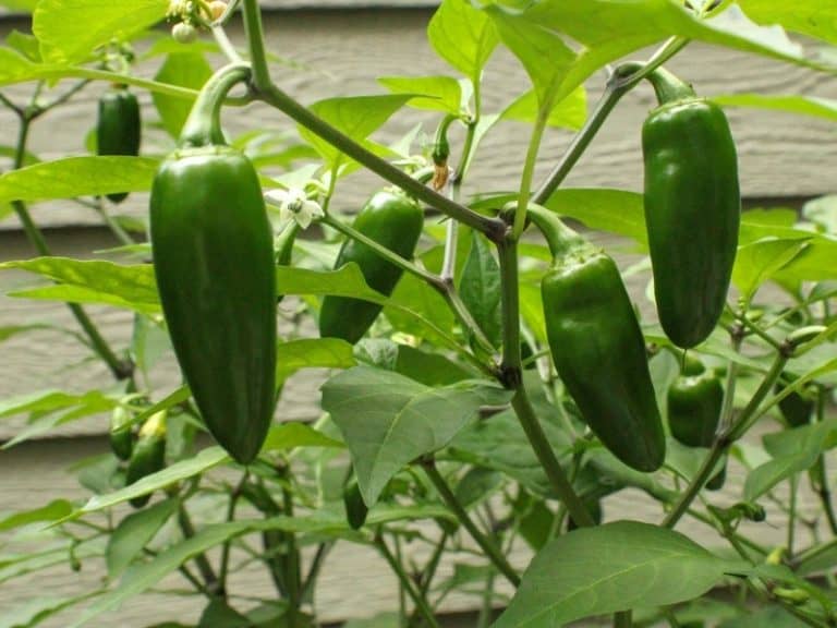 When to Harvest Jalapenos - Planting Guide 2023 - Northern Nester