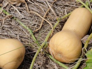 When to Harvest Butternut Squash - Planting Guide 2023 - Northern Nester
