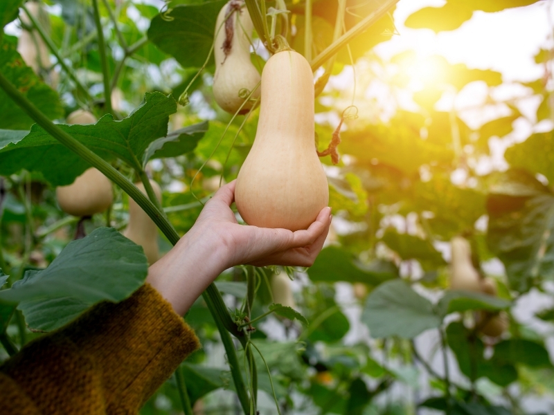 When to Harvest Butternut Squash Planting Guide 2023 Northern Nester