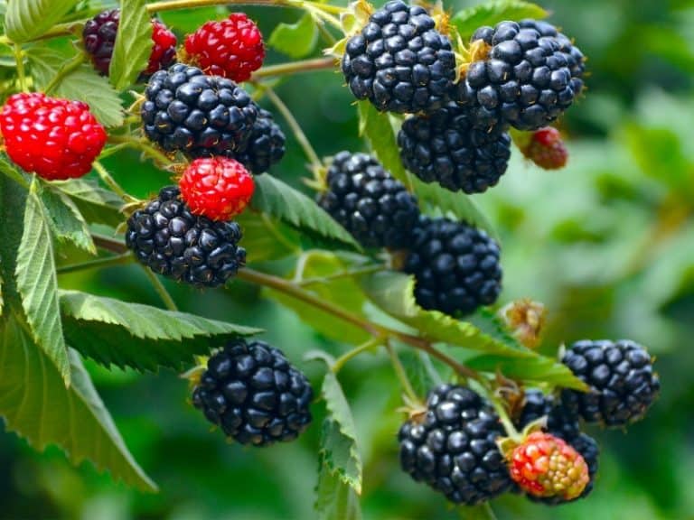 When to Plant Blackberries - Planting Guide 2023 - Northern Nester