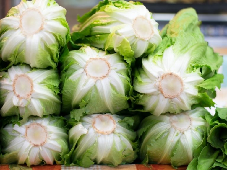 When to Harvest Romaine Lettuce - Gardening Tips 2024 - Northern Nester