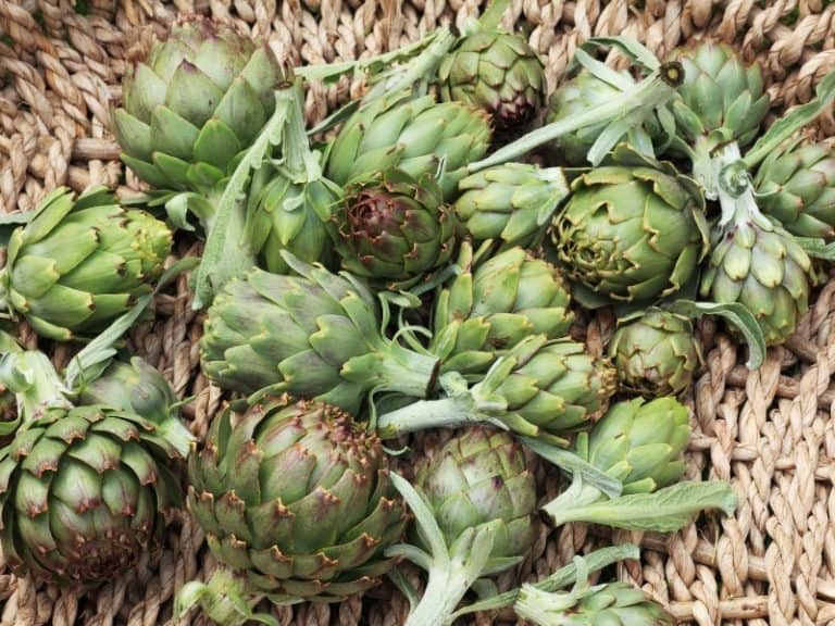 When to Harvest Artichokes Garden Tips 2024 Northern Nester