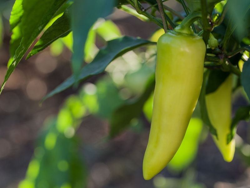 When to harvest banana peppers