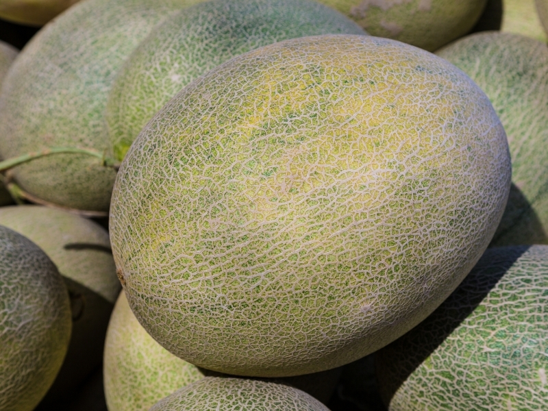 When to Harvest Cantaloupe - Gardening Tips 2022 - Northern Nester