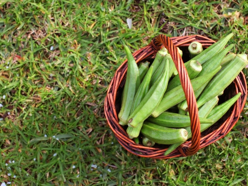 when to harvest okra