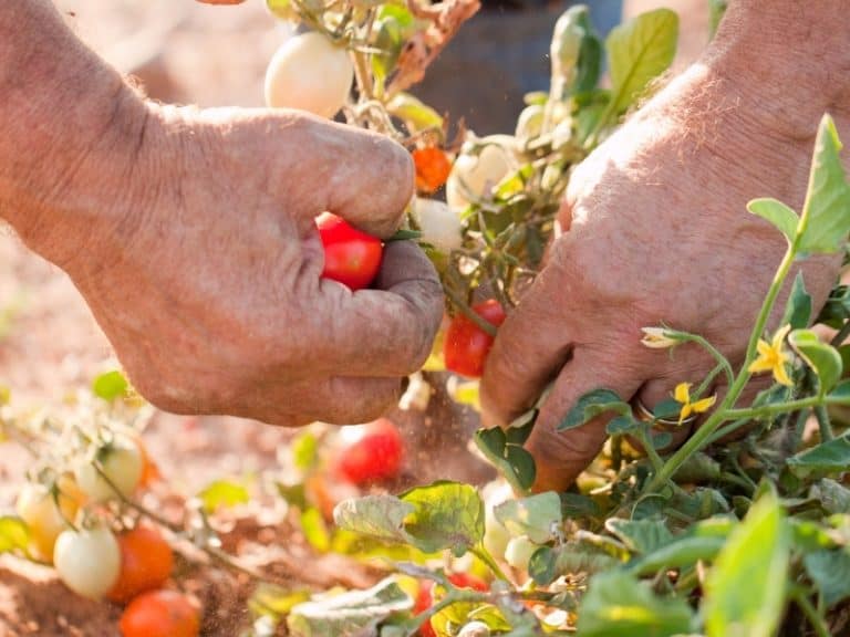 When to Harvest Tomatoes Gardening Tips 2023 Northern Nester