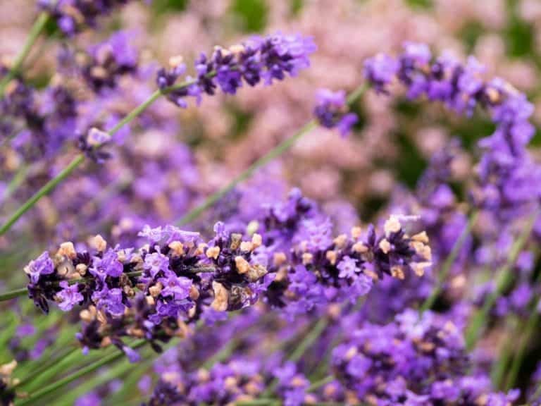 When Does Lavender Bloom – Gardening Tips 2023 - Northern Nester