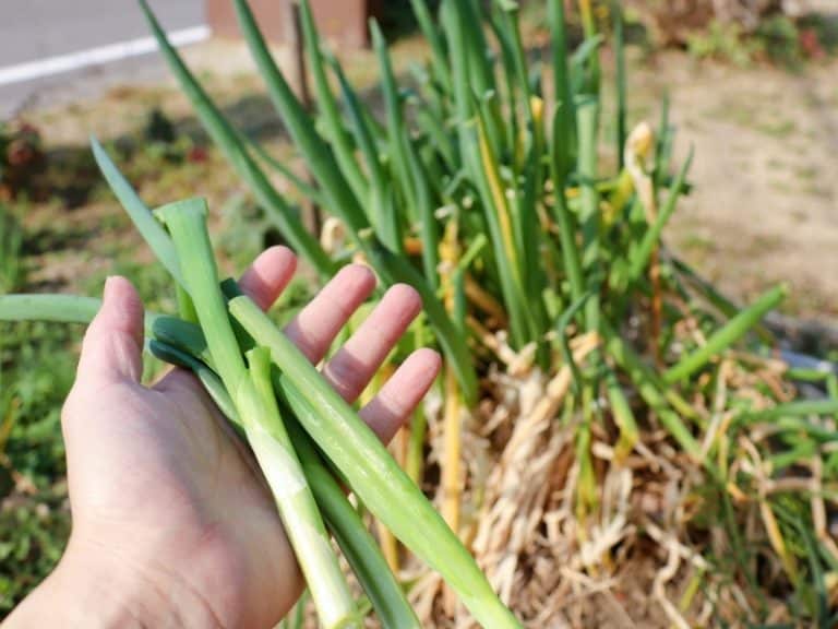 When to Harvest Green Onions Garden Tips 2024 Northern Nester