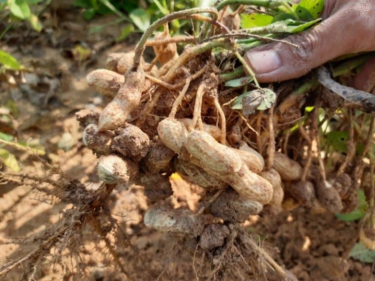 When To Harvest Peanuts - Gardening Tips 2024 - Northern Nester