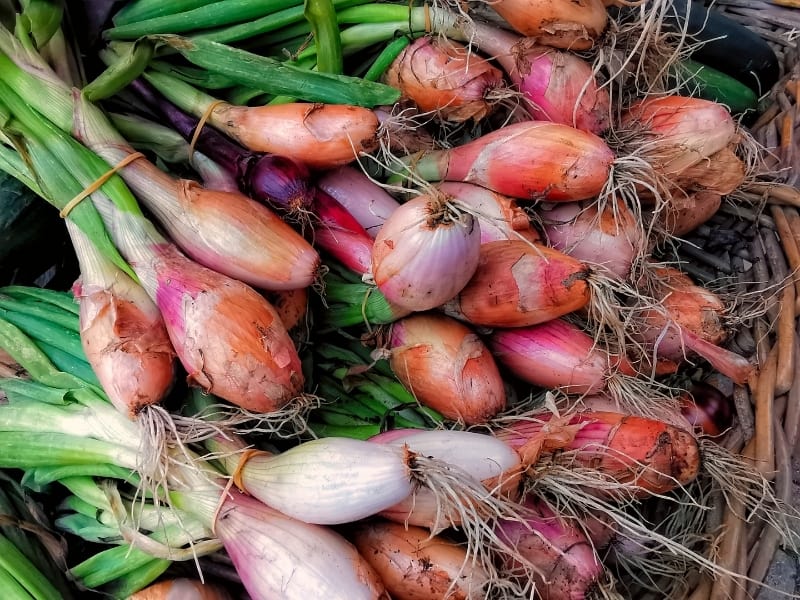 Harvesting Shallots At The Right Time