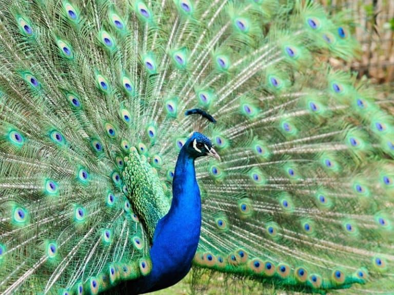 Can Peacocks Fly? How Do They Do It? - Northern Nester