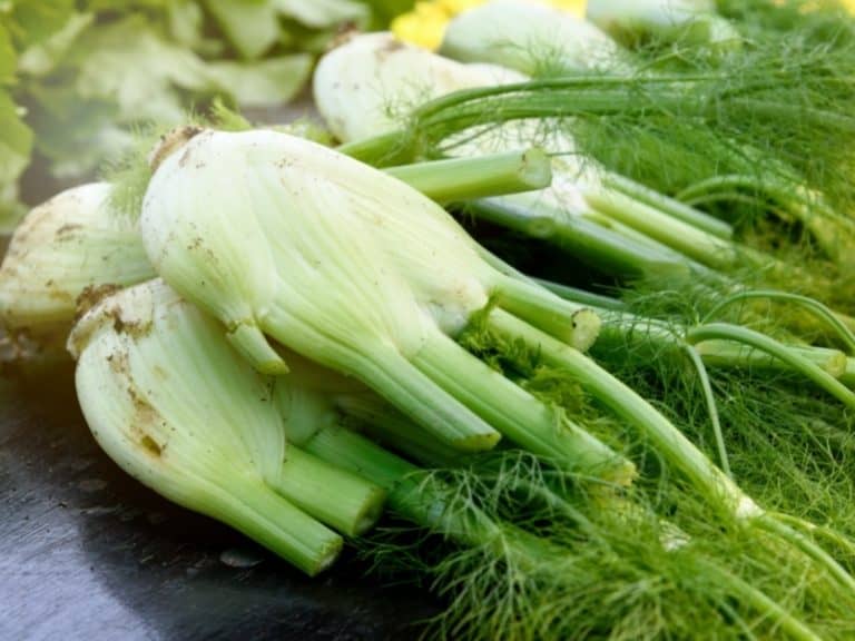 When to Harvest Fennel Gardening Tips 2024 Northern Nester