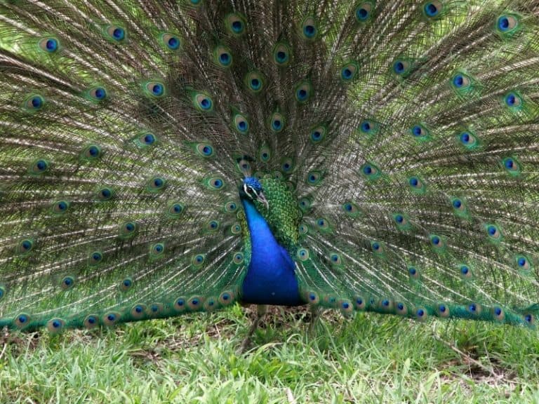 Can Peacocks Fly? How Do They Do It? - Northern Nester