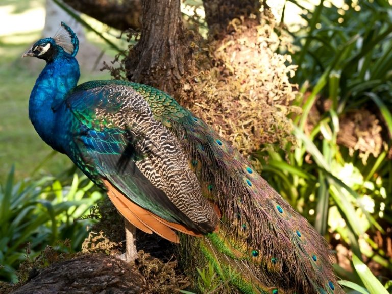 Are Peacocks Endangered? Peacock Guide 2023 - Northern Nester