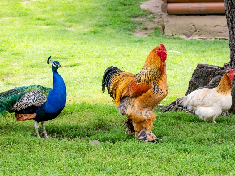 Turkey Peacock Cross