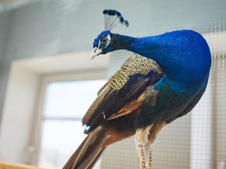 Can You Have a Peacock as a Pet? Peacock Guide 2023 Northern Nester