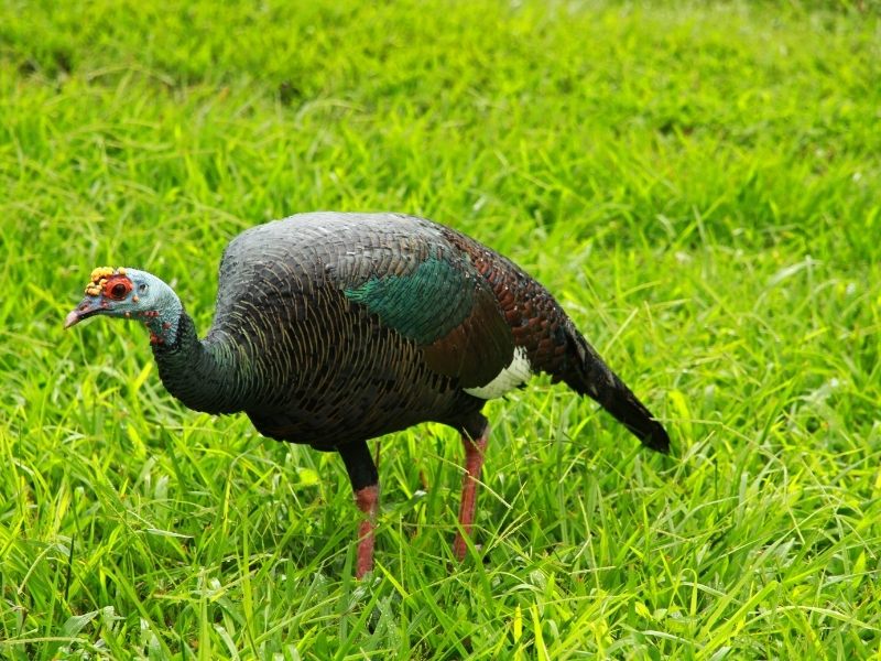 turkey peacock hybrid