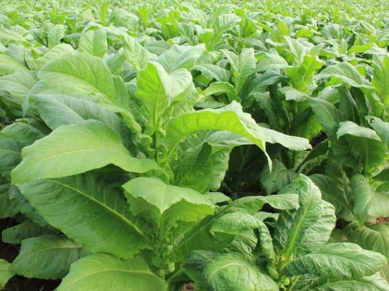 What Does A Tobacco Plant Look Like? - Northern Nester