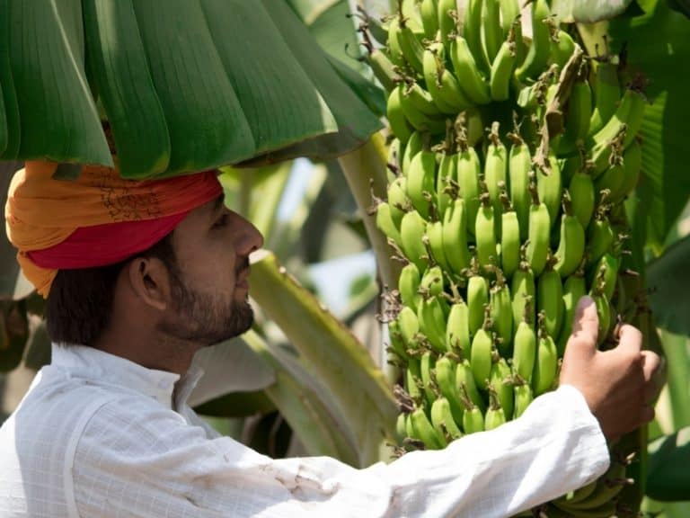 When to Harvest Bananas Gardening Tips 2024 Northern Nester