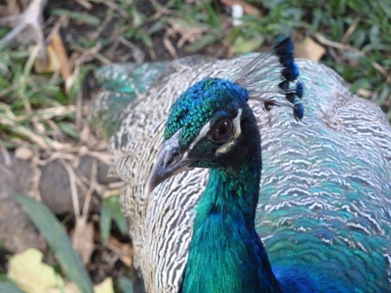 Male vs Female Peacock - What’s the difference? - Northern Nester