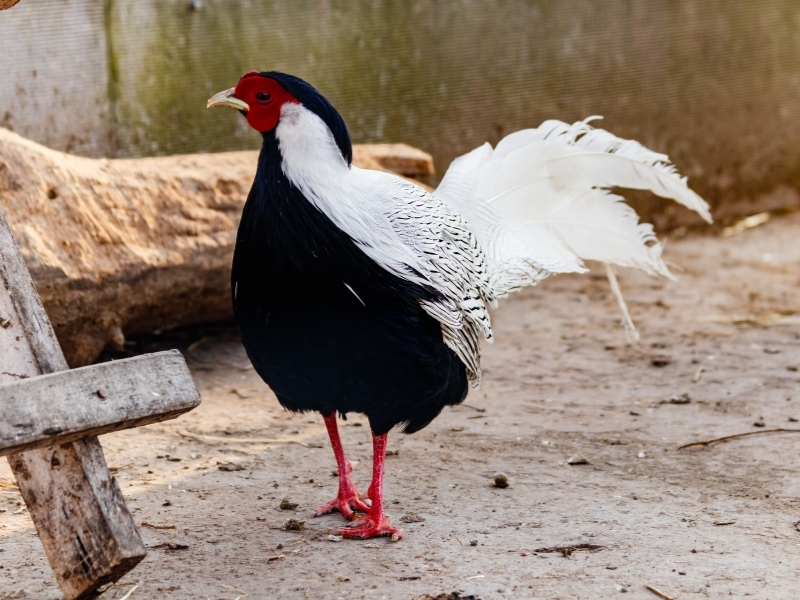 turkey peacock hybrid