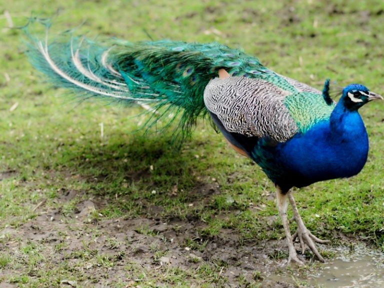 Are Peacocks Endangered? Peacock Guide 2023 Northern Nester