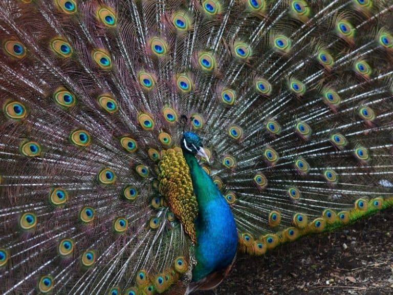 Why Do Peacocks Spread Their Feathers Northern Nester