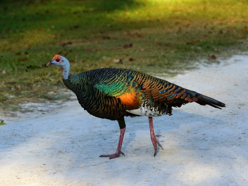 turkey peacock hybrid