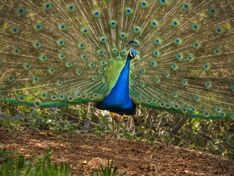 Why Do Peacocks Spread Their Feathers? - Northern Nester