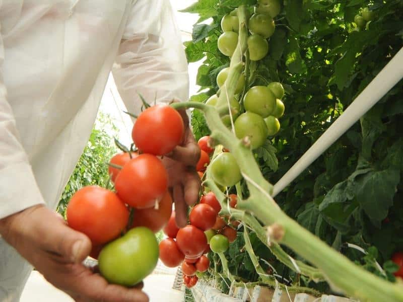 growing with hydroponic tomatoes