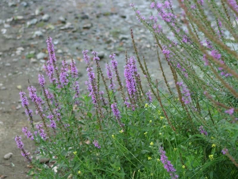 how to choose the best spot for growing lavender