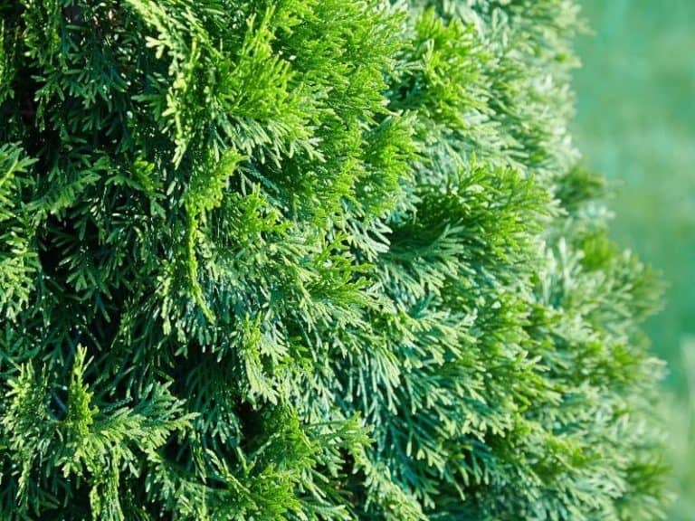 Emerald Green Arborvitae - What You Need to Know - Northern Nester