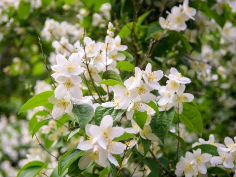 When Does Jasmine Bloom Garden Tips 2024 Northern Nester
