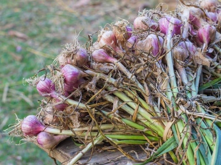 When To Harvest Red Onions Gardening Tips 2024 Northern Nester