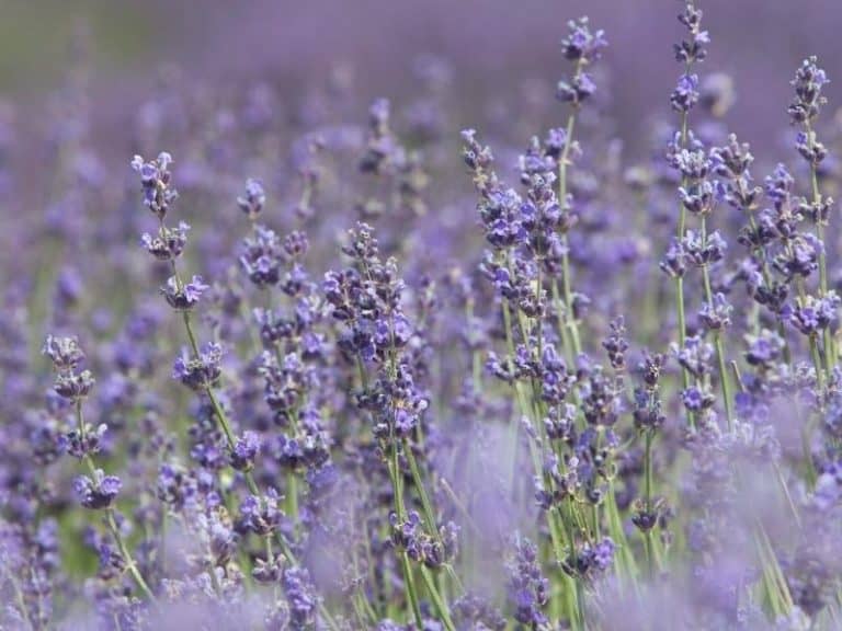 Where Does Lavender Grow? Garden Tips 2023 - Northern Nester