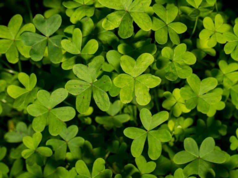 When to Plant Clover Planting Guide 2023 Northern Nester