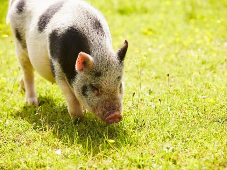 how-long-do-micro-pigs-live-micro-pig-lifespan-northern-nester