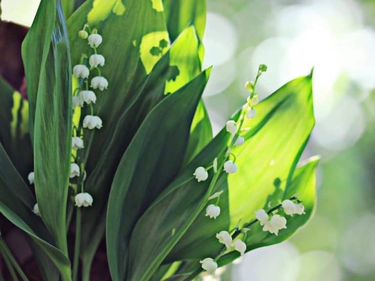 When do Lily of the Valley Bloom - Garden Tips 2023 - Northern Nester