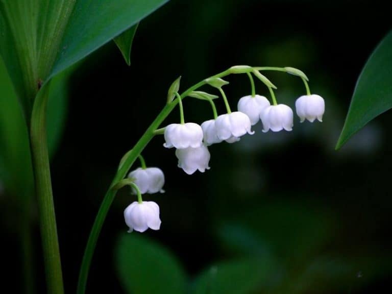 When do Lily of the Valley Bloom Garden Tips 2023 Northern Nester