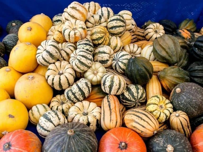 When to Harvest Winter Squash - Gardening Tips 2023 - Northern Nester