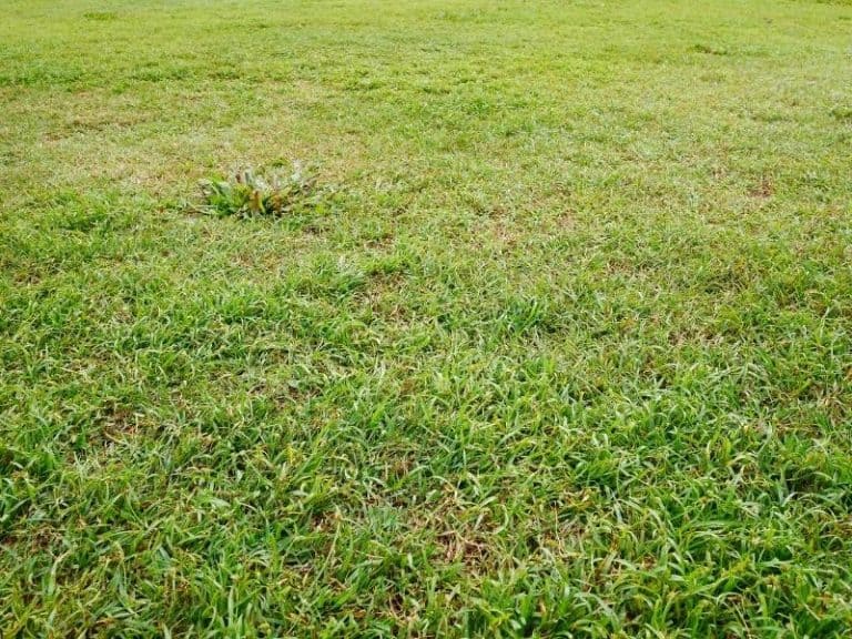 When to Plant Bermuda Grass Planting Guide 2024 Northern Nester