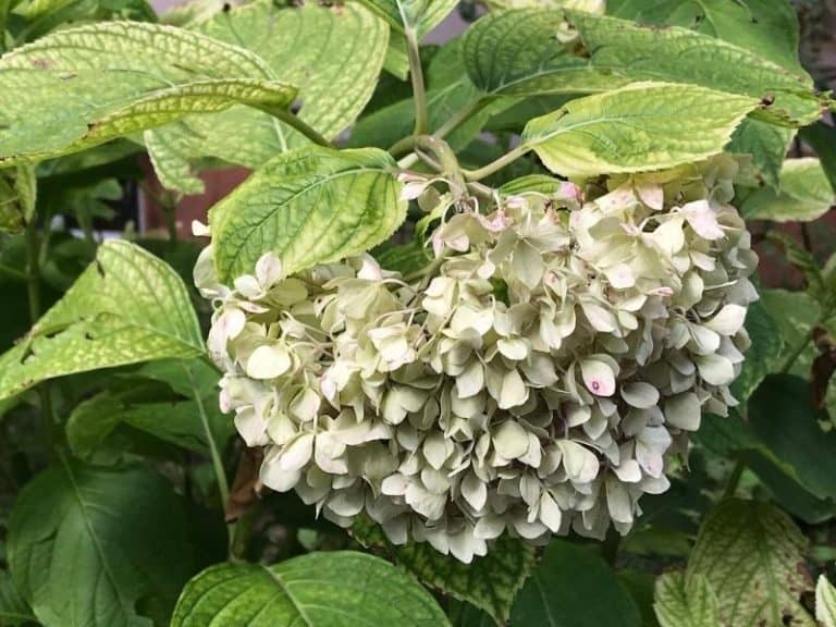 Why is my Hydrangea Dying? Garden Tips 2024 Northern Nester