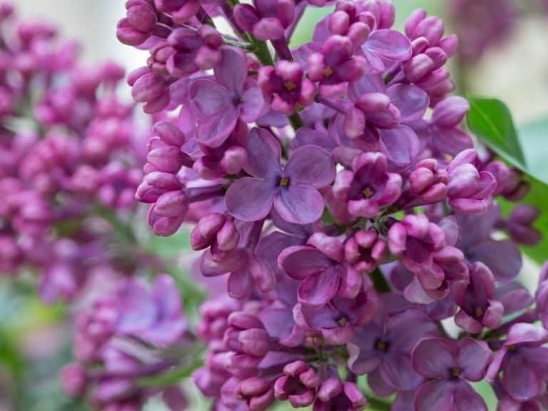 Where to Plant Lilacs Garden Tips 2024 Northern Nester