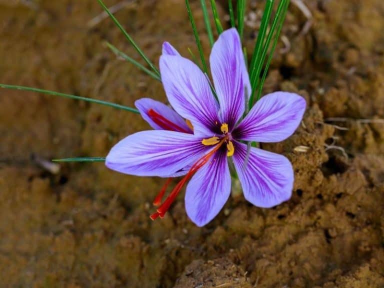Where Does Saffron Grow? Garden Tips 2024 Northern Nester