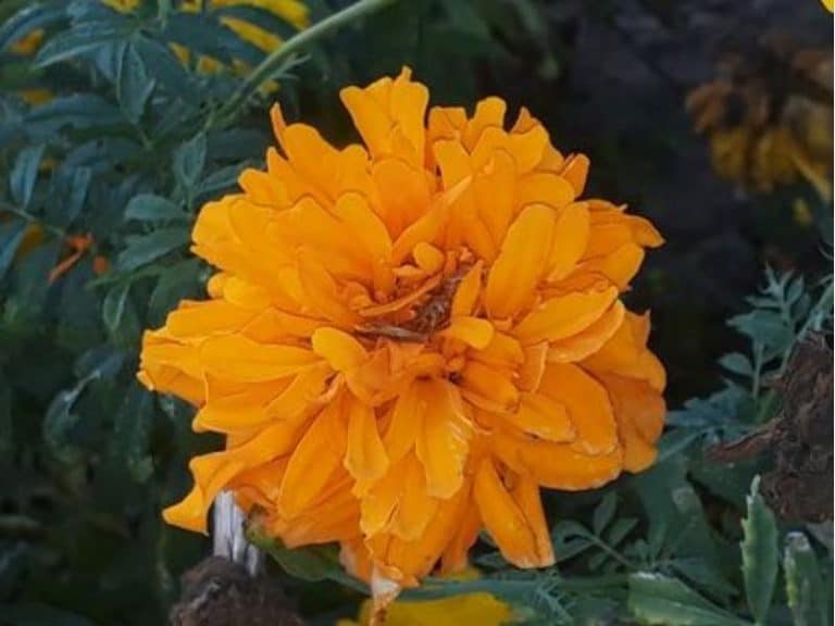 What Eats Marigolds? Garden Tips 2024 Northern Nester