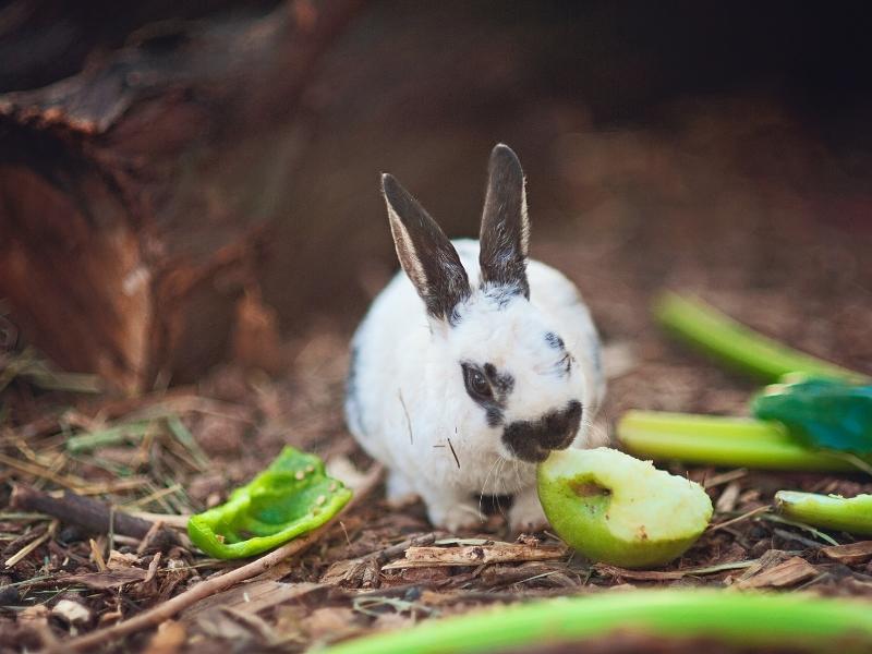 what-animals-eat-apples-do-they-like-it-northern-nester