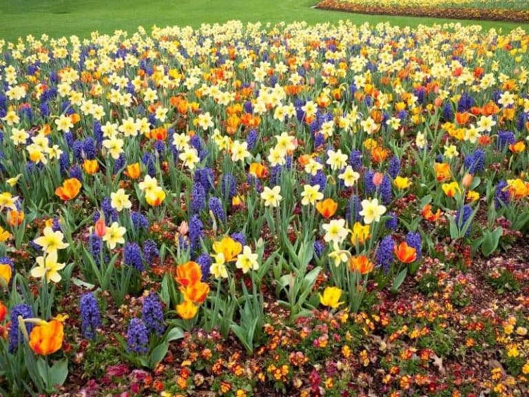 When To Plant Spring Bulbs Planting Guide 2024 Northern Nester