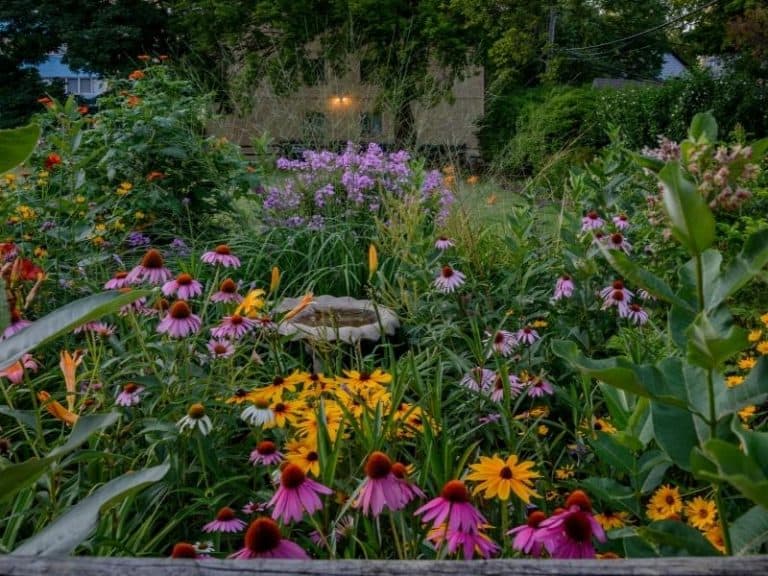 When To Plant Perennials Planting Guide 2022 Northern