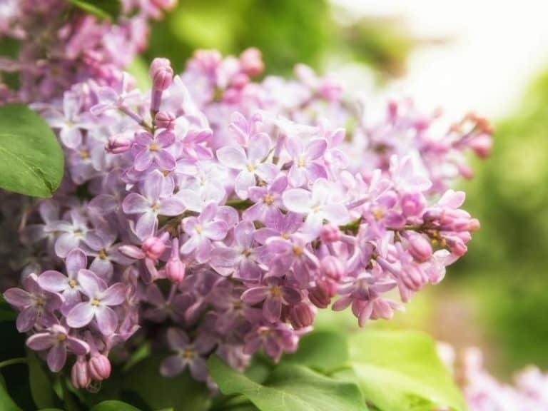 Where to Plant Lilacs Garden Tips 2024 Northern Nester