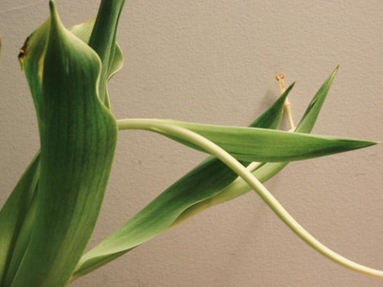 why-are-my-calla-lilies-drooping-garden-tips-2023-northern-nester